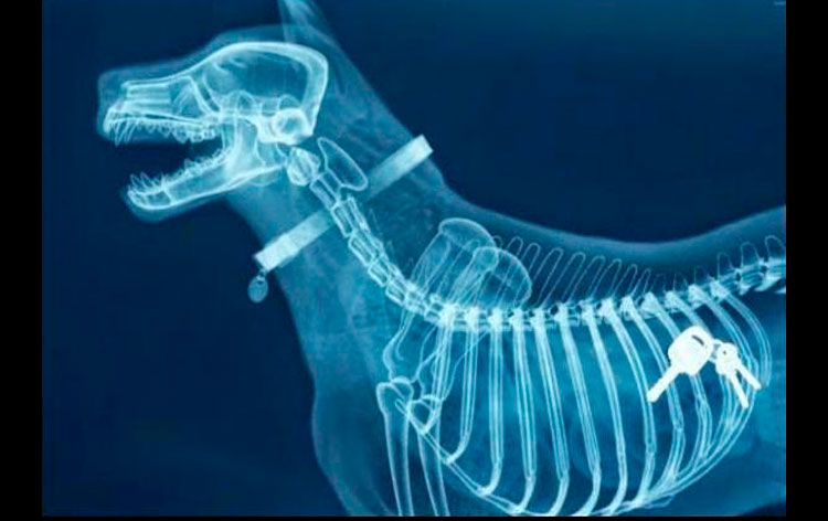 Radiografía de unas llaves en el estómago de un perro