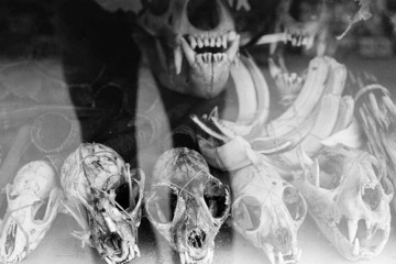 Huesos de animales en un escaparate