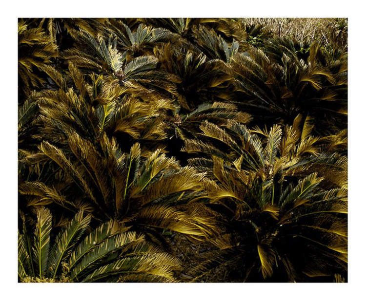 hojas de palmera