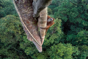 Orangután trepando por un árbol