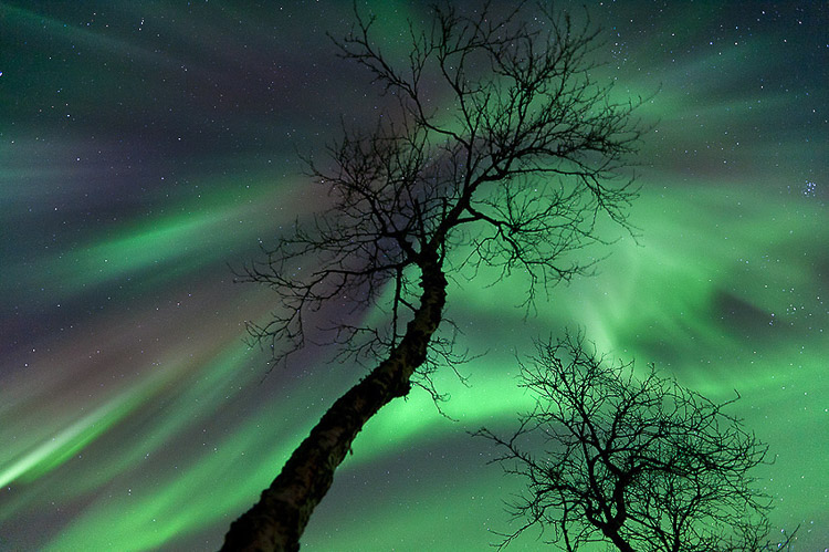 Aurora boreal sobre árbol