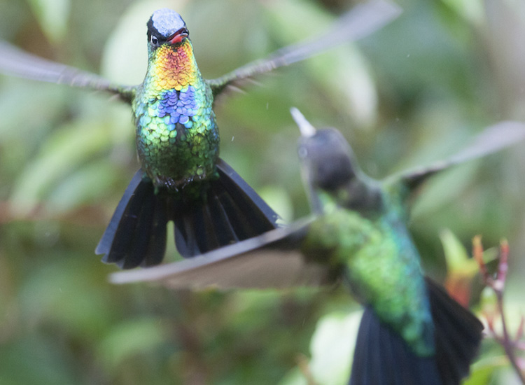 10 fotografías que capturan un colibrí - Cultura Fotográfica