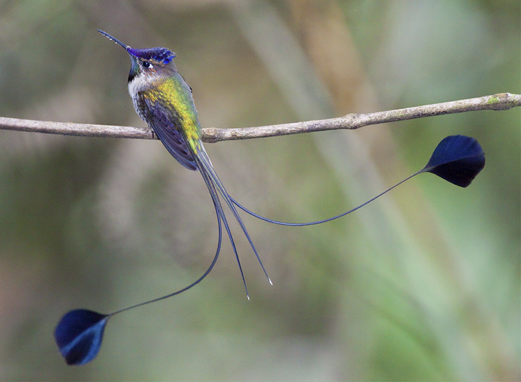 Fotografías que capturan un colibrí