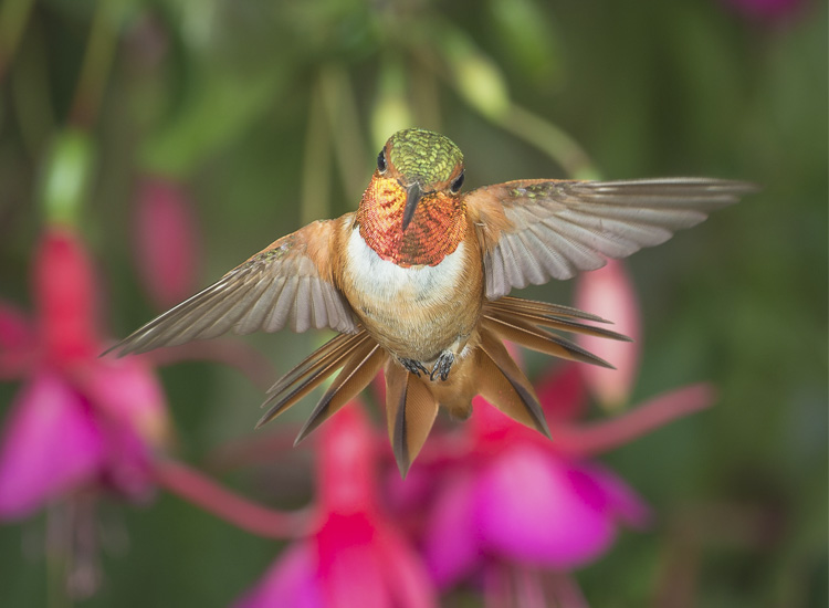 Fotografías que capturan un colibrí