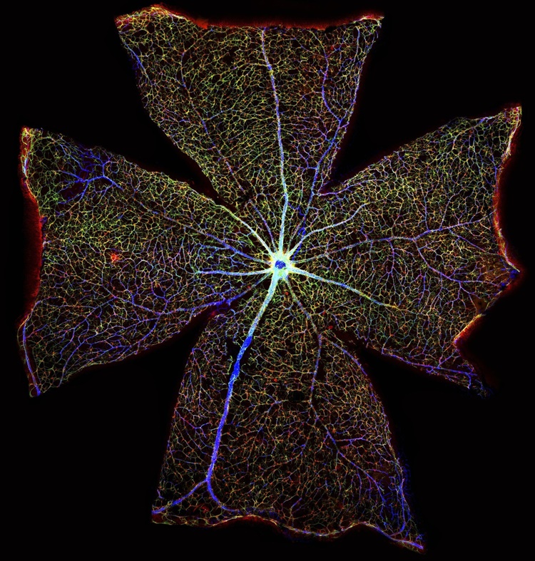 Superficie de la retina de un ratón. Fotografía científica