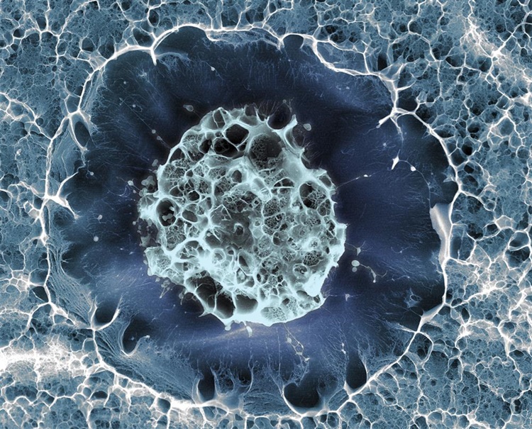 Fotografía de una célula madre